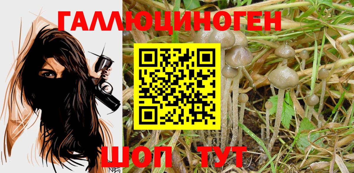 Галлюциногенные грибы Psilocybine cubensis Новосибирск